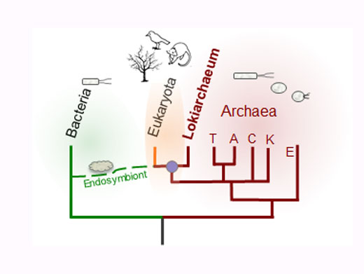 Die Lokiarchaea bilden eine Gruppe von Archaea, die überraschenderweise Ähnlichkeiten mit den Vorfahren der heutigen Eukaryoten aufweisen.