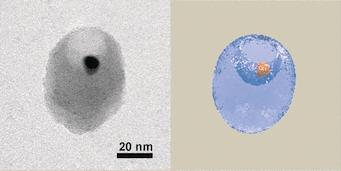 Oxidischer Nanokorb mit eingeschlossenem Gold-Nanopartikel