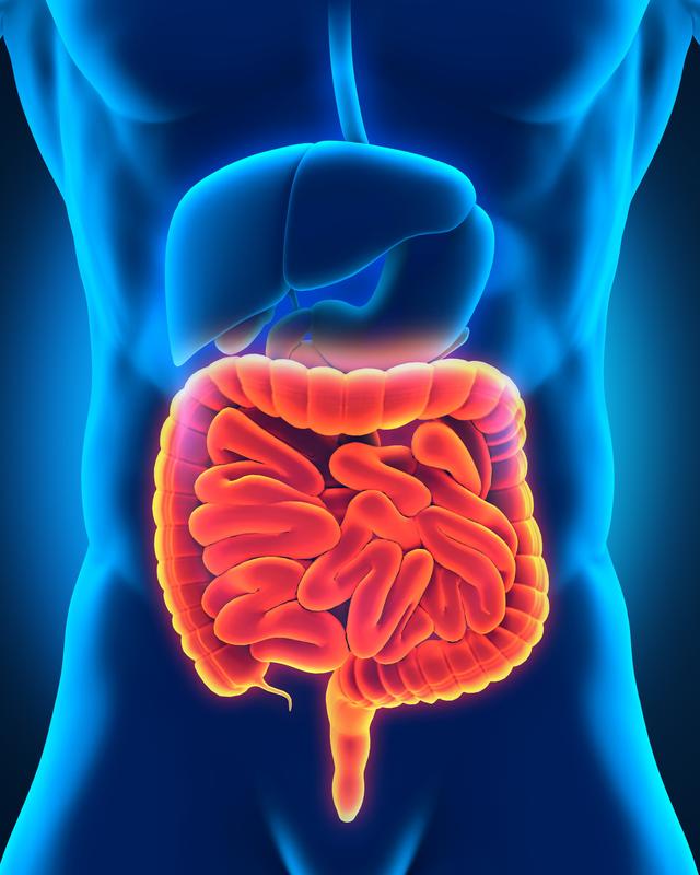 Thomas Decker und sein Team haben die Rolle von Interferon-Signalen in Colitis, einer chronischen Darmentzündung, näher untersucht.