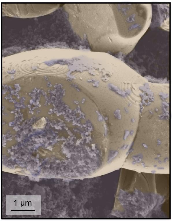 Eine Rasterelektronenmikroskopie-Aufnahme von kleinen Bereichen der Elektrode zeigte Details auf Nanometer-Skala.