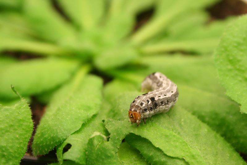 Die Larve einer Baumwolleule Spodoptera littoralis frisst auf einer Ackerschmalwandpflanze (Arabidopsis thaliana).