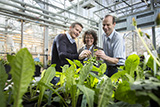 Aus russischem Löwenzahn gewinnen Dr. Schulze Gronover, Dr. Recker (Continental Reifen Deutschland GmbH) und Prof. Prüfer Naturkautschuk, der zur Herstellung von Autoreifen eingesetzt wird(v.l.n.r.).