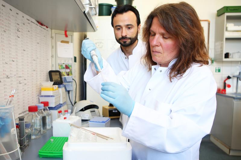 Gökhan Alp und Prof. Dr. Anna Trauzold bereiten Zellpräparationen für eine Studie vor. 