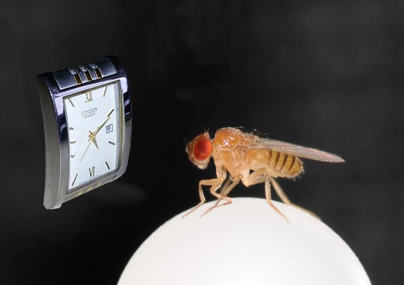 Auch Fliegen wissen, was die Uhr geschlagen hat. 
