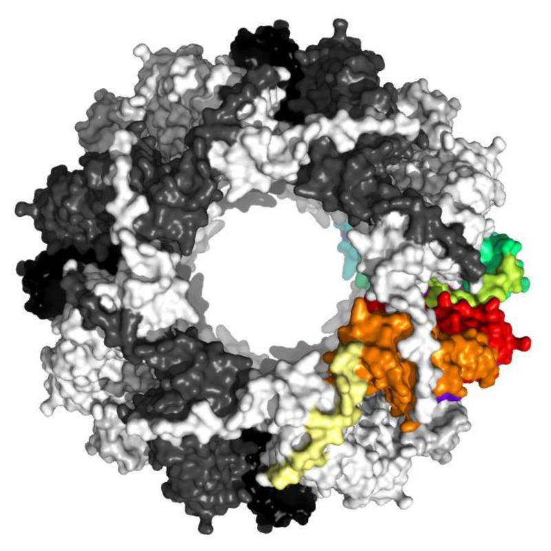 Struktur des kleinen Hitzeschock-Proteins Sip1 (Röntgenstrukturanalyse; Draufsicht)