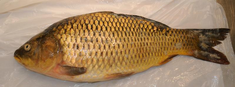 Mucous lesions in an infected carp. 