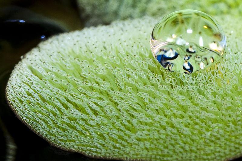 Der unscheinbare kleine Schwimmfarn Salvinia zeigt unter der Lupe sein Geheimnis: Schneebesenartige Haare, die eine Luftschicht halten und den Wassertropfen gewissermaßen festkleben. 