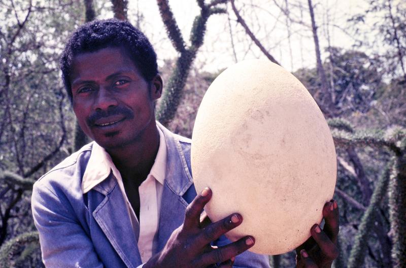 Madagaskar: Aepyornis maximus hat nicht überlebt: Der Vogel ist erst vor ein paar Jahrhunderten ausgestorben - seine beinahe intakten Eier werden noch gelegentlich gefunden. 
