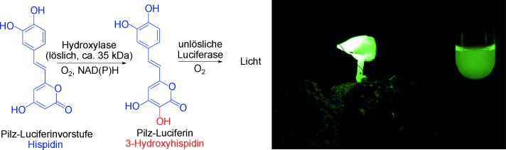 Ein russisch-japanisches Wissenschaftler-Team hat die Chemie hinter dem „Feenfeuer“ entschlüsselt.