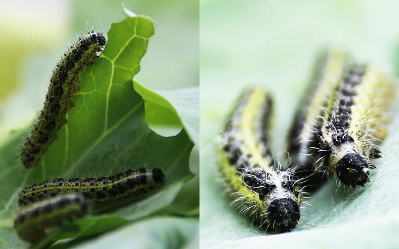 Some caterpillars, such as those of the Large White butterfly (Pieris brassicae), can cause severe damage on cabbage and related plants due to their evolutionary optimized adaption to glucosinolates.