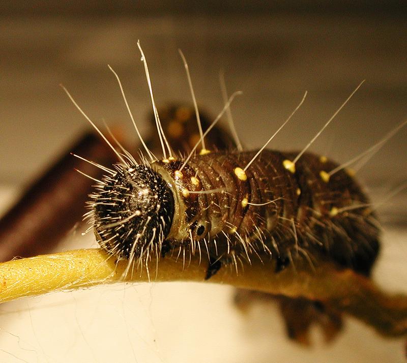 Larva of the Black Jezebel butterfly (Delias nigrina) feeding on mistletoes. This species has lost the ability to feed on cabbage plants. 
