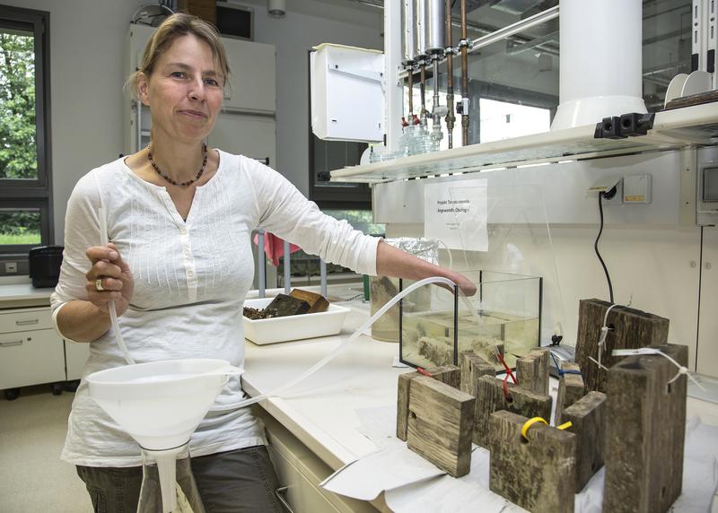 Dr. Heike Lippert bei Laboruntersuchungen an Larven der Schiffsbohrmuschel