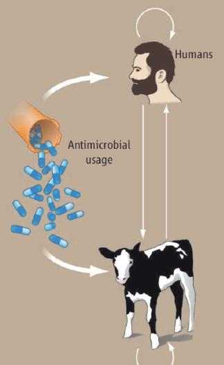 Der Kreislauf der Antibiotika