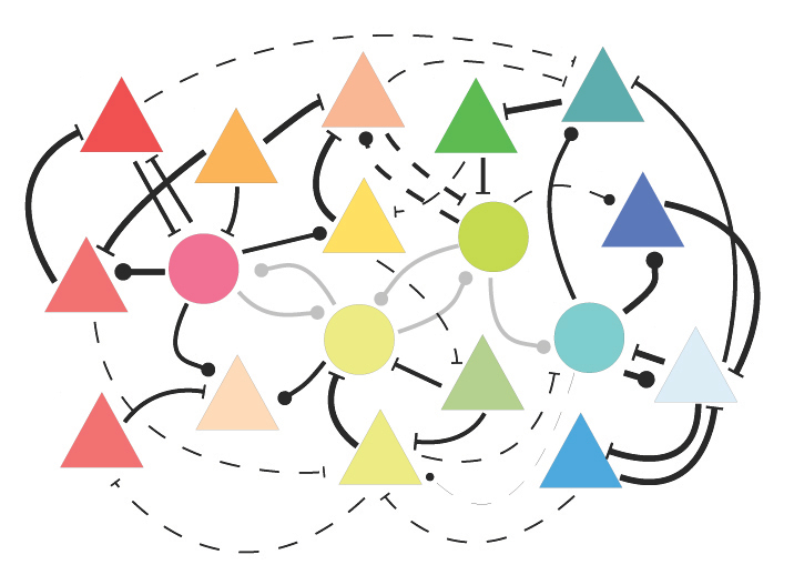 The connections between nerve cells that react to similar stimuli are strengthened as they gain visual experience (thick lines), while other connections are weakened (thin lines).