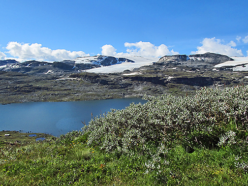 Weidengebüsche in der Tundra vor dem Hardangerjökulen in Norwegen