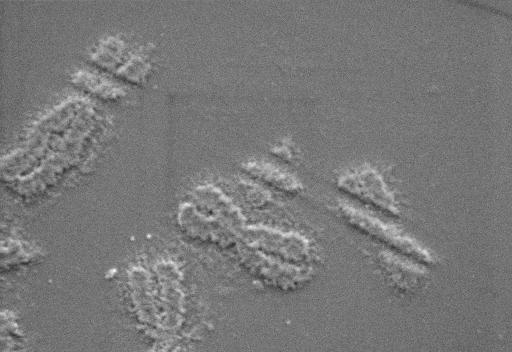 Diese rasterelektronenmikroskopische Aufnahme zeigt Schnitte durch humane Chromosomen mit dem neuartigen Nano-Skalpell. Die Schnittbreite beträgt lediglich 300-400nm.