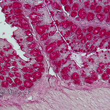 Die Mikrobiota im Darm (hier eine histologische Färbung eines Darm-Querschnitts) beeinflusst maßgeblich das Immunsystem des Wirts. 
