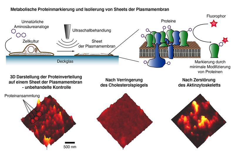 Metabolische Proteinmarkierung und Isolierung von Sheets der Plasmamembran