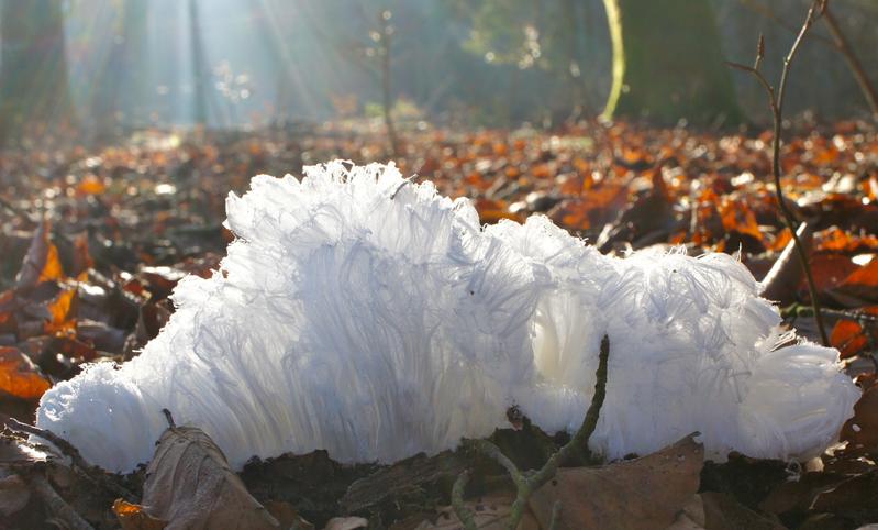 Hair ice in a forest near Moosseedorf, Switzerland