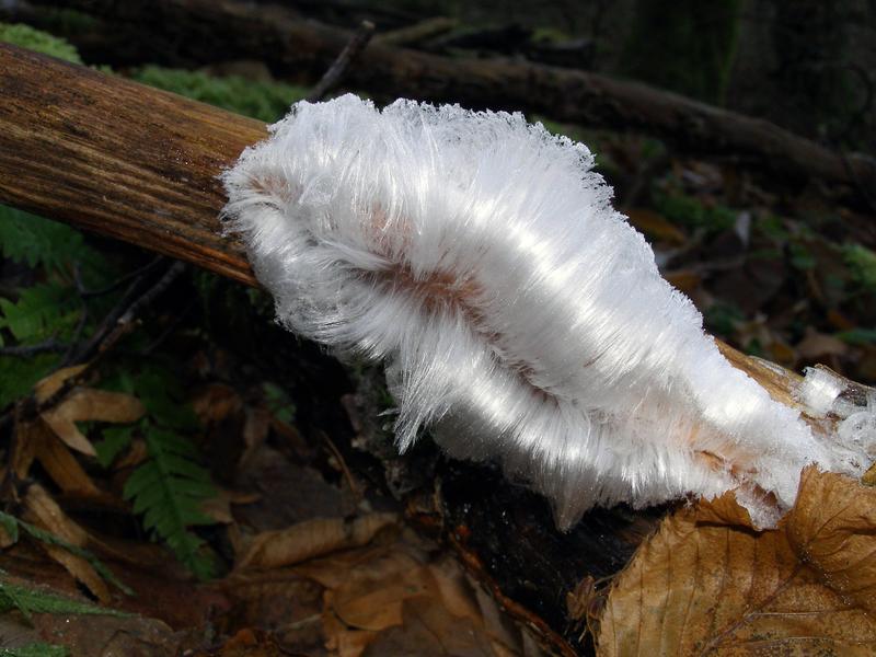 Hair ice growing on a branch in a forest near Brachbach, Germany