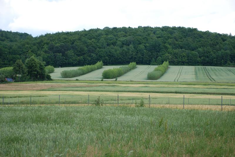 Agroforstliche Versuchsfläche in Göttingen-Weende: Weizen mit Streifen von Pappel und Weide zur Energieholzgewinnung.