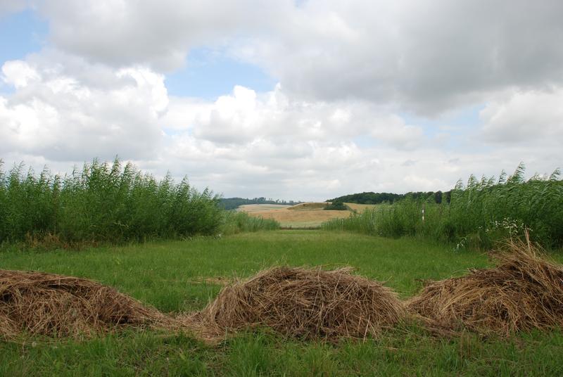 Agroforstliche Versuchsfläche bei Reiffenhausen im Landkreis Göttingen: Grünland mit Streifen von Weide zur Energieholzgewinnung.