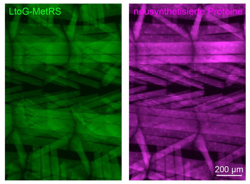 Neuhergestellte Proteine können in den Muskelzellen von Fliegenlarven  mit Hilfe des mutierten Enzyms LtoG-MetRS nach einer biochemischer  Reaktion visualisiert werden.
