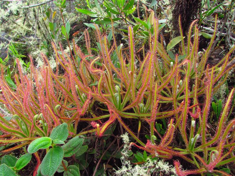 Die riesige neue Sonnentau-Art Drosera magnifica in ihrem natürlichen Habitat. 