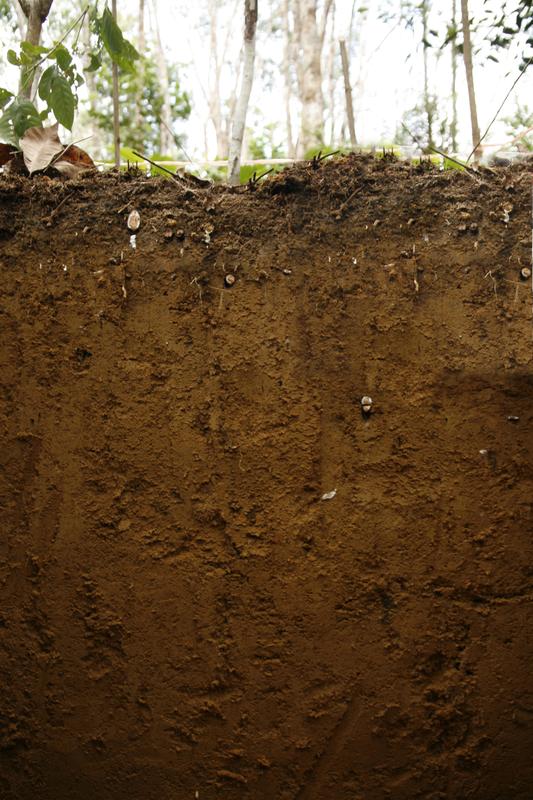Soil under a mature rubber plantation in Jambi Province, Sumatra, Indonesia.