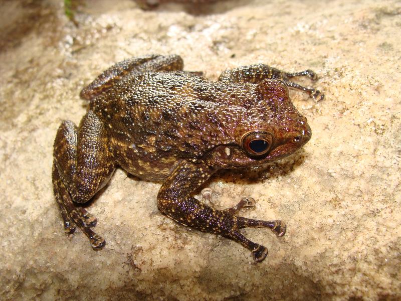 Tooth-frog species Odontobatrachus fouta – named after the Fouta Djallon highland region in the Republic of Guinea, West Africa, a region with most probably more undescribed  tooth-frog species.