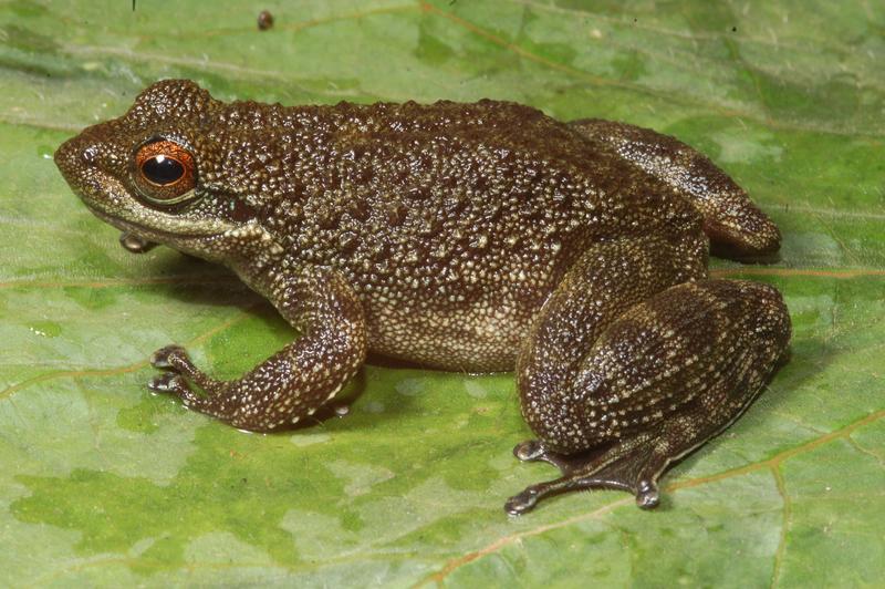 Tooth-frog species Odontobatrachus ziama – named after the benannt nach der type locality, the  Ziama Massif in Guinea, West Africa.