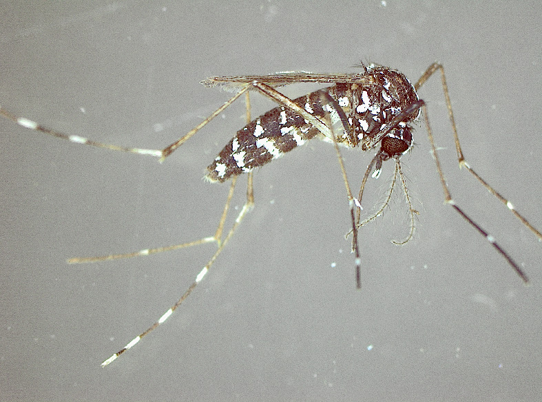 Asiatische Tigermücke (Aedes albopictus) 