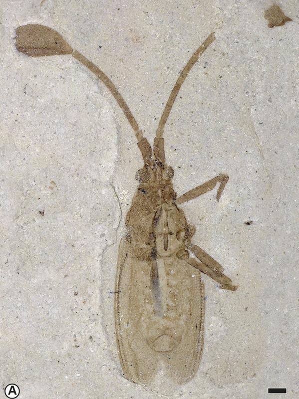 Die neue fossile Wanzenart Gyaclavator kohlsi  