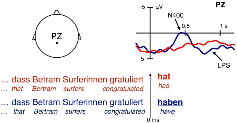 Wenn in einem Satz das erste Nomen ohne klare Fallmarkierung («Bertram») nicht das handelnde Subjekt bezeichnet bzw. im Nominativ steht, ist die Gehirnaktivität stärker (vgl. blaue Kurve). 
