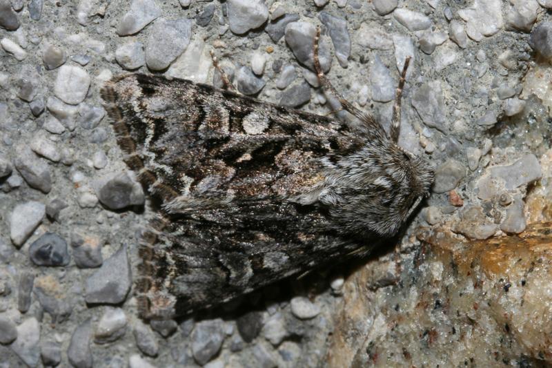 Das Foto zeigt eine Zahneule (Hada plebeja), ein kälteliebender Nachtfalter der Familie der Eulenfalter (Noctuidae). In der Studie zeigte er eine abwechslungsreiche Färbung.