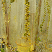 Air pollution increases allergenicity of Ambrosia pollen (yellow)