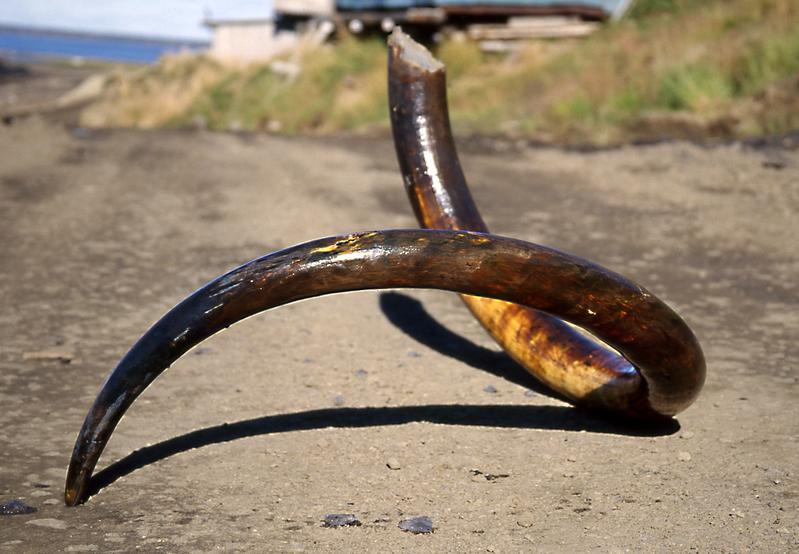 Kompletter linker Stoßzahn eines eiszeitlichen Fellmammuts (Mammuthus primigenius) aus der Sibirischen Arktis der Tajmyr-Halbinsel. 