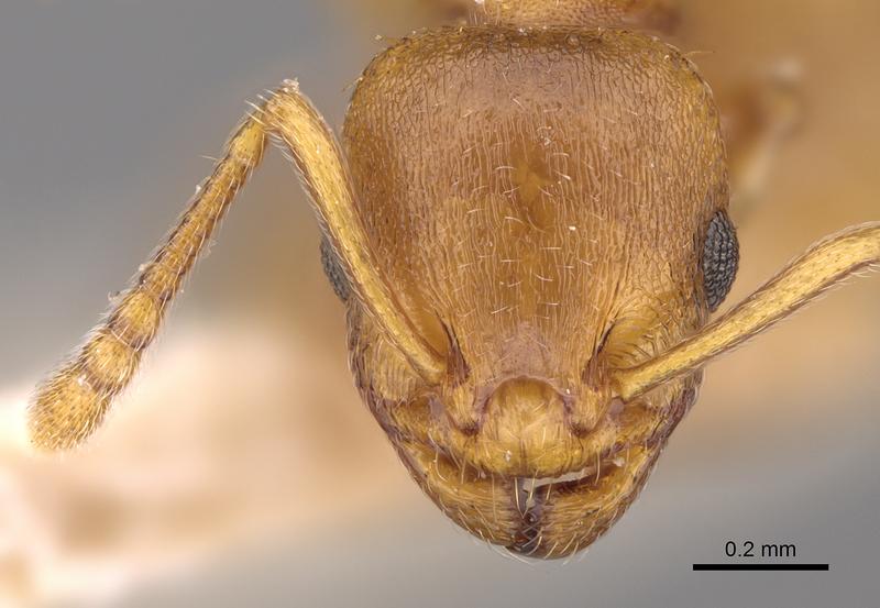 Erstmalig in Schweden entdeckt: Die Ameisenart Temnothorax crassispinus  