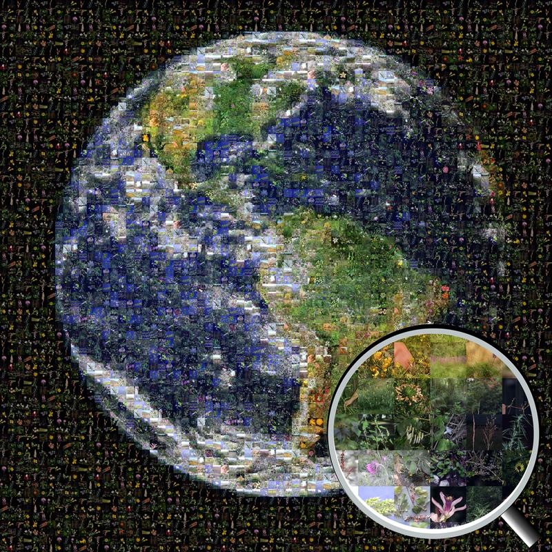 Mosaic of Planet Earth: A total of 367 images representing 360 introduced, naturalized, or invasive plant species worldwide. This mosaic was constructed by Daniel Nickrent using EasyMoza software.