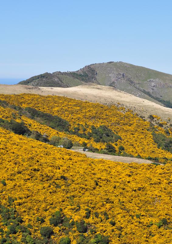Die Stechginster (Ulex europaeus) in Neuseeland wurde in den frühen Phasen der europäischen Besiedlung eingeführt. Millionen Dollar werden zur Beseitigung aufgebracht.