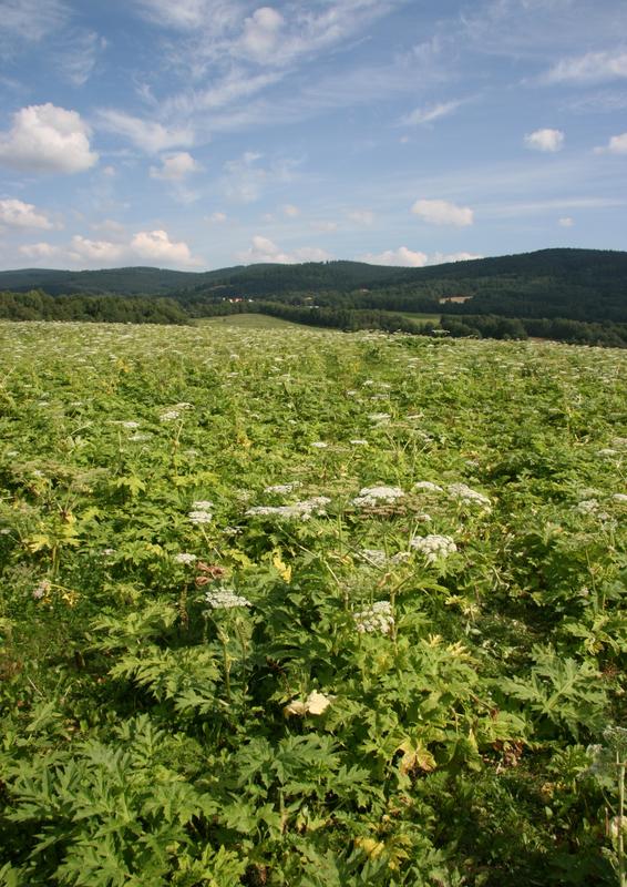 Der Riesenbärenklau (Heracleum mantegazzianum) ist einer der bekanntesten invasiven Pflanzen in Europa. Die Invasion in Mitteleuropa begann in den 1950er Jahren.