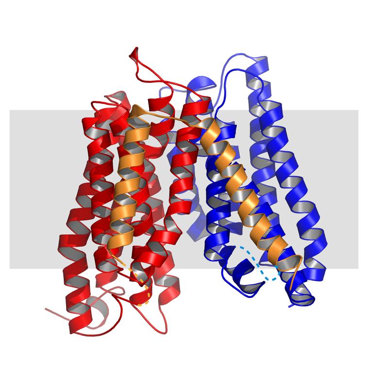 3D-Modell des Peptidtransporters «YePEPT» aus dem Bakterium Yersinia enterocolitica mit 14 Domänen, die durch die Zellmembran gehen: Zwei ähnliche «Bündel» (rot/blau) mit einer Verbindung (gold). 