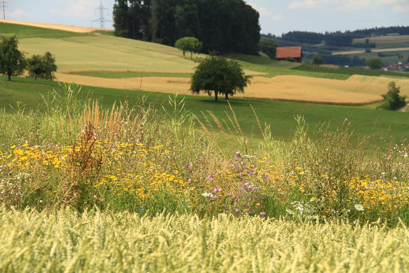 Angesäte Wildpflanzen zwischen Weizenäckern im Schweizer Mittelland