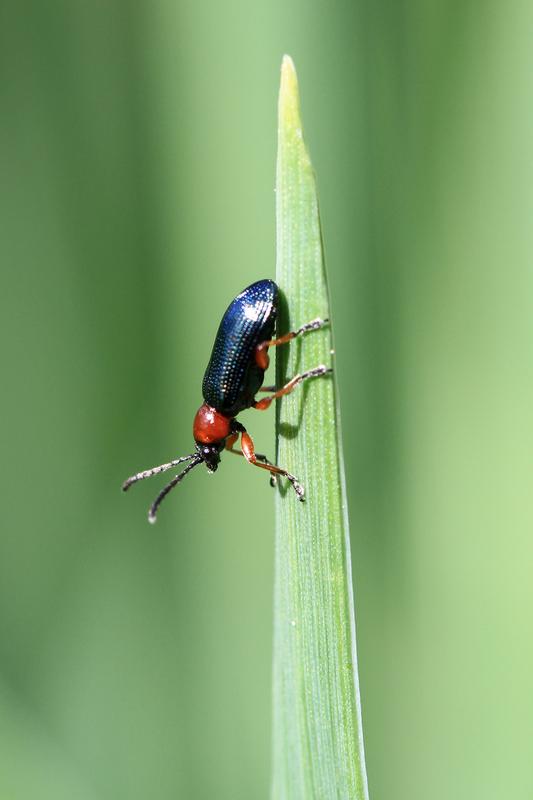 Das Rothalsige Getreidehähnchen (Oulema melanopus) frisst als Schädling an Weizenblättern