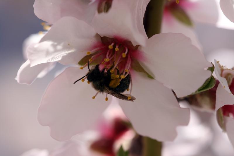 Wildbiene bestäubt Mandelblüte; hier die am häufigsten beobachtete Wildbienenart Andrena cerasifolii