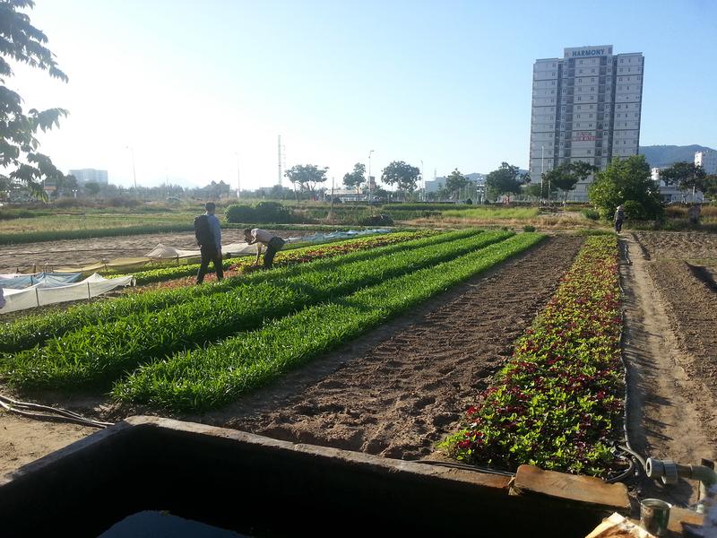 Landwirtschaftliche Nutzflächen in der vietnamesischen Stadt Da Nang: Zukünftig können die Bewohner gereinigtes Abwasser nutzen, um die Beete zu bewässern.