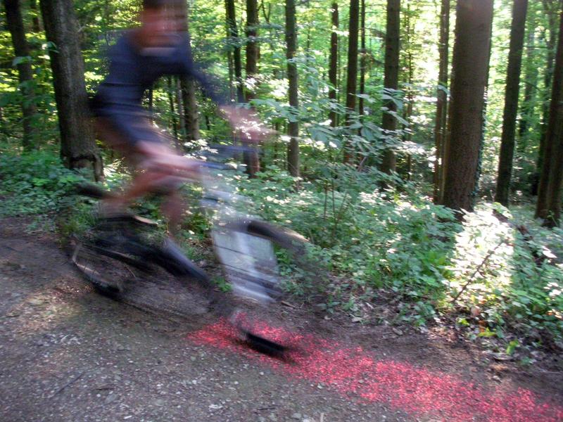 Versuchsaufbau im Wald: Mountainbike fährt über gefärbte Pflanzensamen