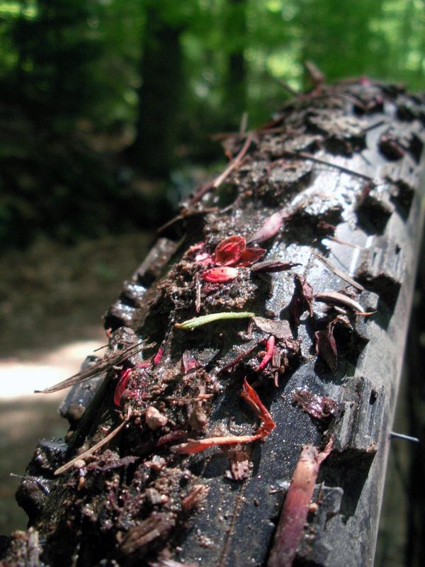 Gefärbte Pflanzensamen am Reifen eines Mountainbikes