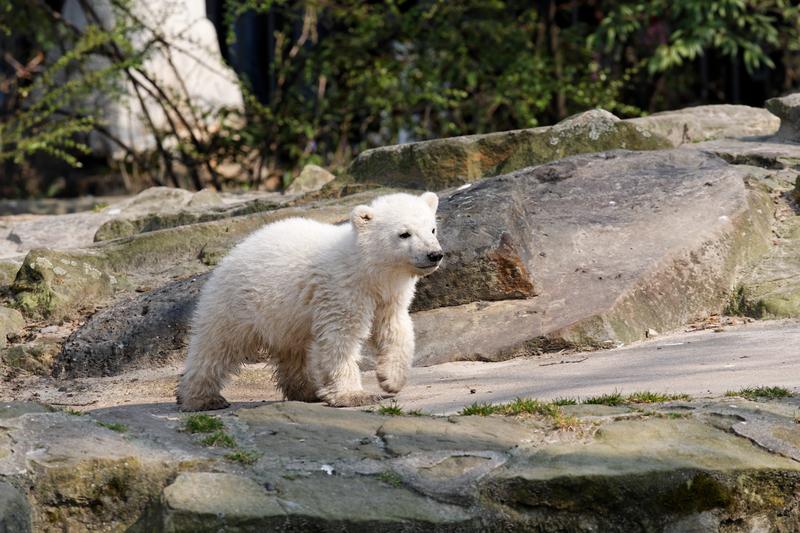 Knut im Jahr 2007.