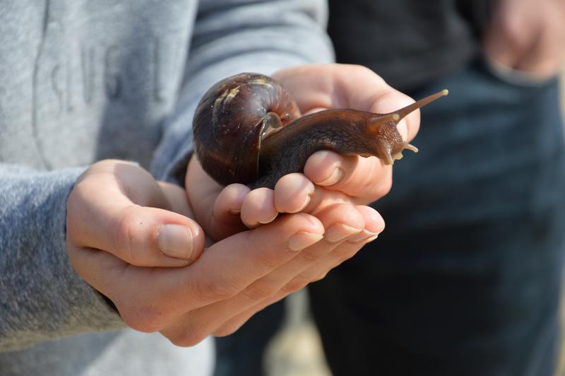 Nicht nur Nacktschnecken sind machtlos gegen „Schnexagon“. Neben dem Schutz von Beeten könnte der Anstrich auch in Terrarien benutzt werden. So können sogar Riesenschnecken nicht ausbüxen.